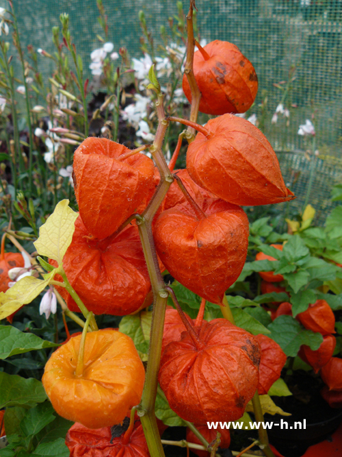 Physalis alkekengi var. franchetii